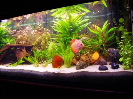 Resize of IMGP0981.jpg