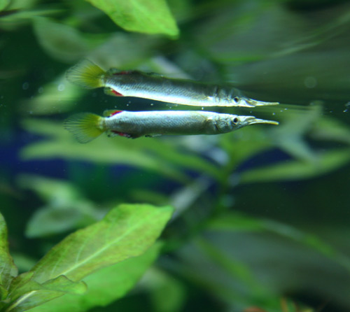 Półdziobek karłowaty.jpg