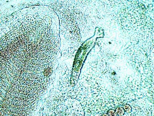 dactylogyrus 3 200x.JPG