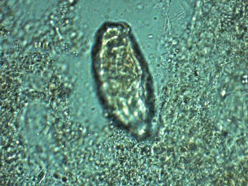 kolcogłów 1 700x.JPG