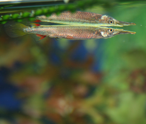 Półdziobek karłowaty 1.jpg