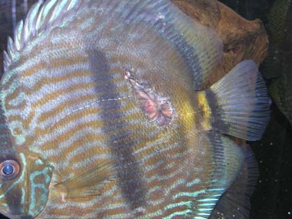 gojąca rana 14 dzień.jpg