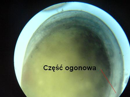 ikra 32 godz. 120x.JPG