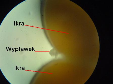Ikra z wyplawkiem.JPG