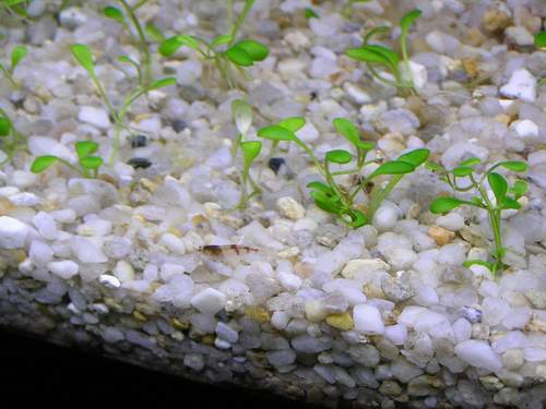 początek -hummel.JPG