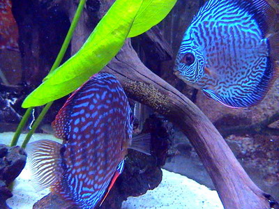 restart 006_exposure.jpg