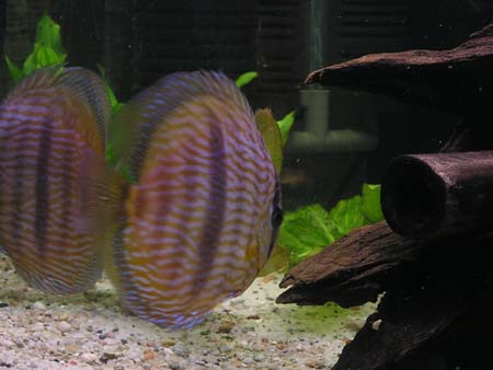 Powrót do domku 008.jpg