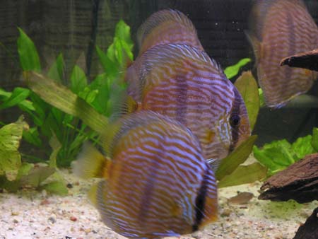 Powrót do domku 031.jpg