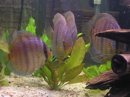 Powrót do domku 025.jpg