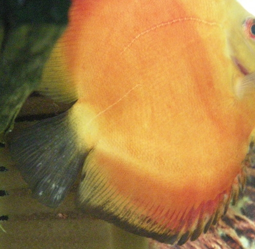 zmiany na ogonie.JPG