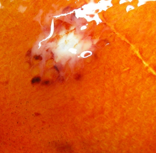 zmiana z bliska1.JPG