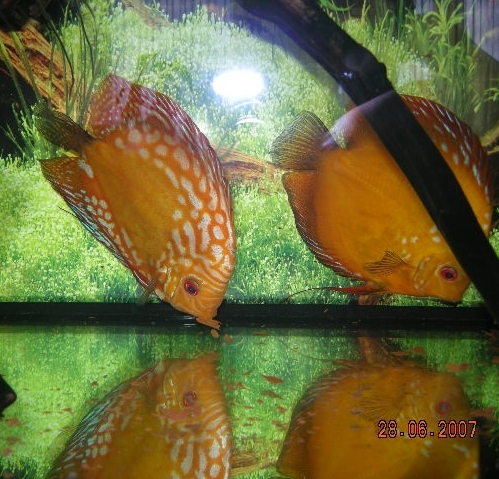 żerujące paletki.JPG