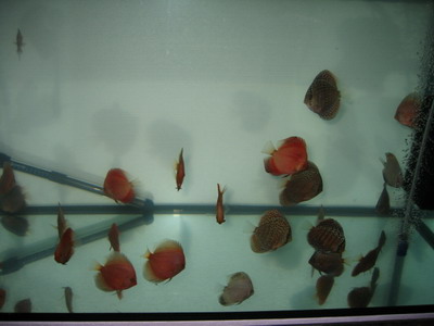 najnowsze śledzie 073.jpg