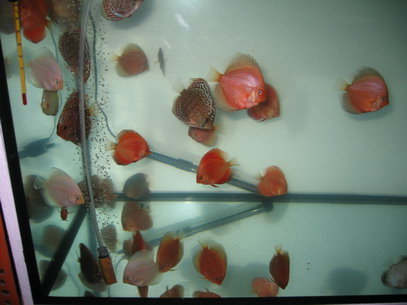 najnowsze śledzie 072.jpg