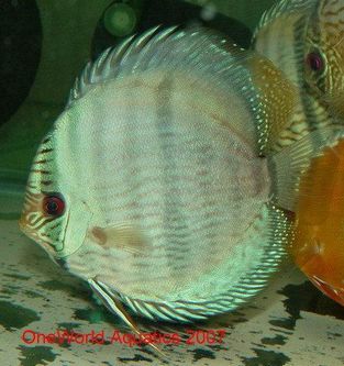 super blue moon_for.jpg