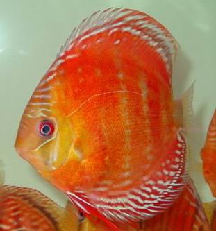 maracana solid red2.jpg