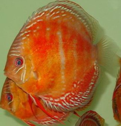 maracana solid red.jpg