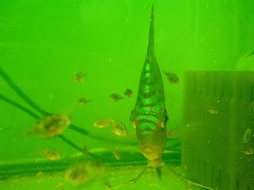 tarło 42_filtered.jpg