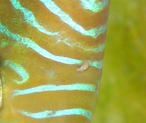 ryba z dziurą 2.JPG