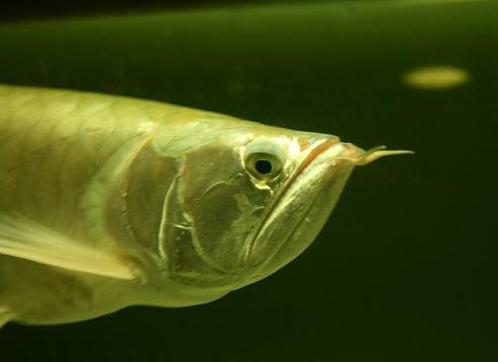 arowana portret.jpg