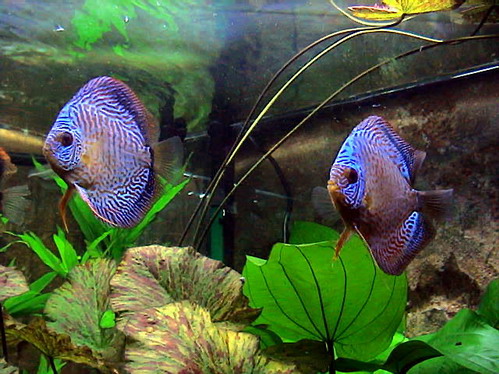 ribu 011_Bildgröße ändern.jpg