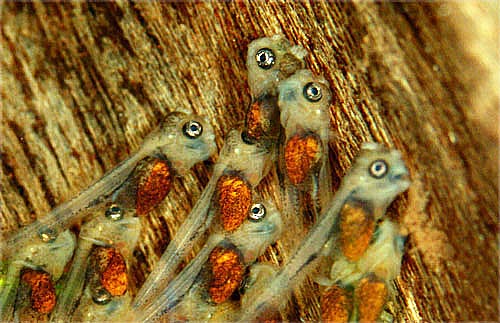 Idzie nowe dzień II.jpg