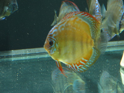 Samiczka z Pary nr 2 Brązowa.jpg