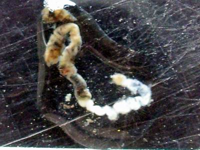 2005-05-26 028 a.jpg