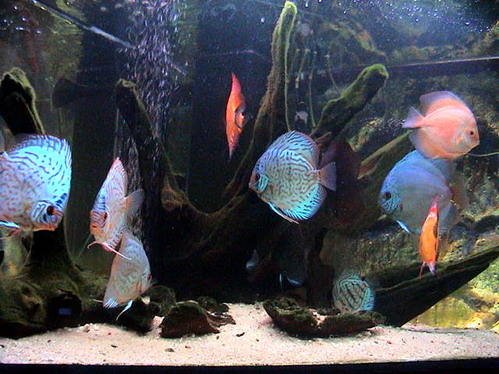 discus 26.11.07 024.jpg