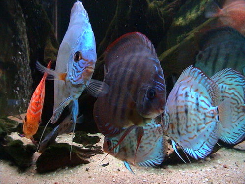 discus 26.11.07 017.jpg
