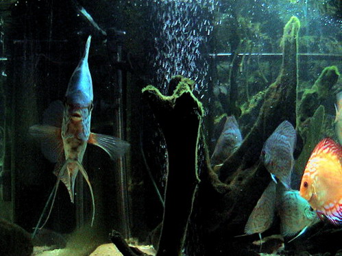 discus 26.11.07 049.jpg