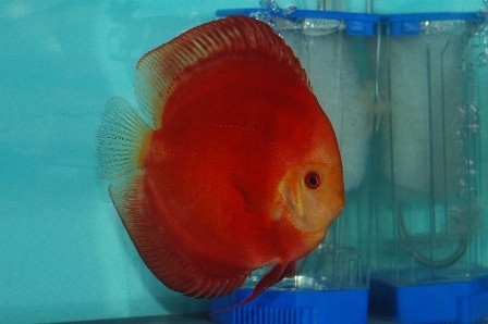 RedDiscus.JPG
