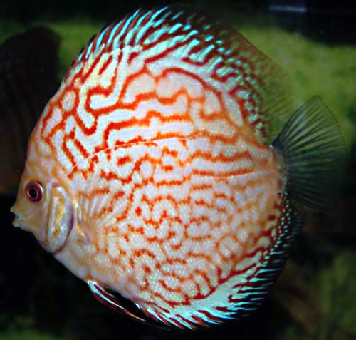 pigeon blood blue.jpg