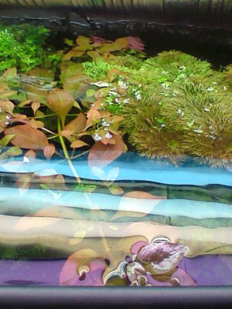 Alternanthera reinecki.JPG