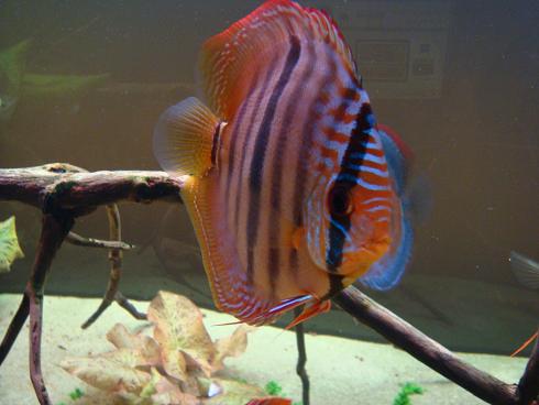 ten jest bez pary.JPG