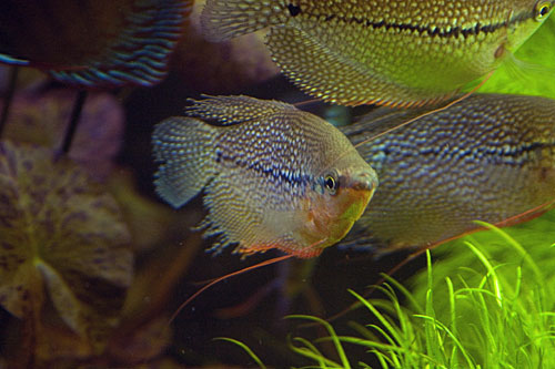 2008_03_15_gurami_1.jpg