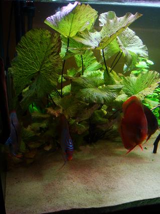 lotos nad plenum.JPG