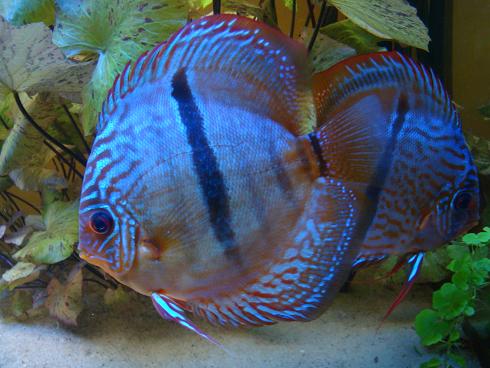 12zakochana para.JPG