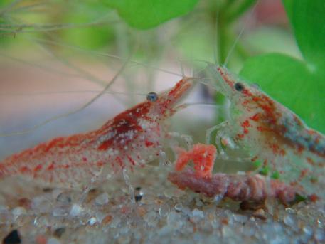 konkretna wyżerka.JPG