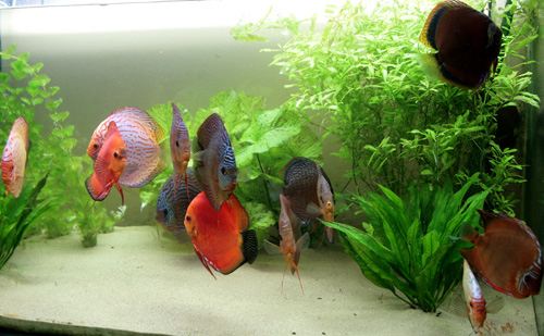 kawałek akwarium 1.jpg