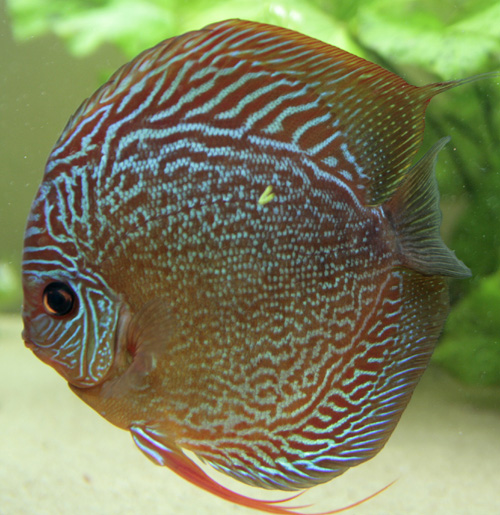 snake skin-samczyk 1.jpg