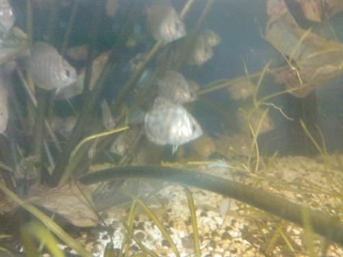 Zdjęcie0453 (Custom).jpg