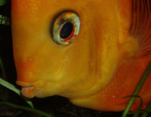 Uśmiech teściowej.jpg