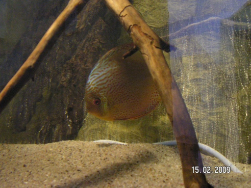 PICT0006samica leo.jpg