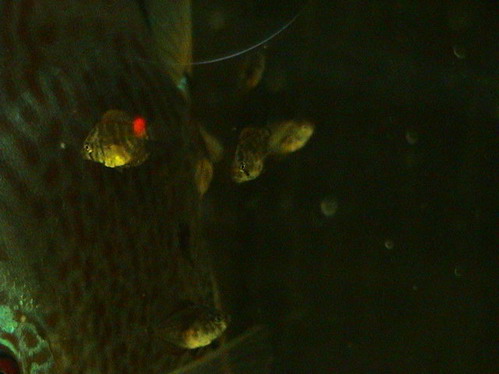 maluchy 29.08.2005 003.jpg