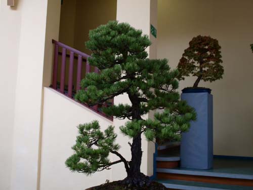 bonsai1.jpg