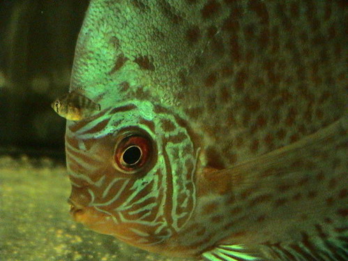 maluchy 29.08.2005 016.jpg