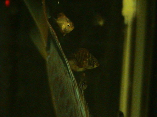 maluchy 29.08.2005 015.jpg