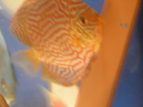 co ona chce robic.JPG