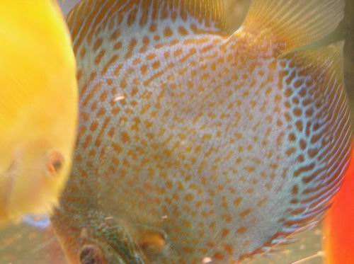 czempion jak spotted wyglada  blue snake skin.JPG